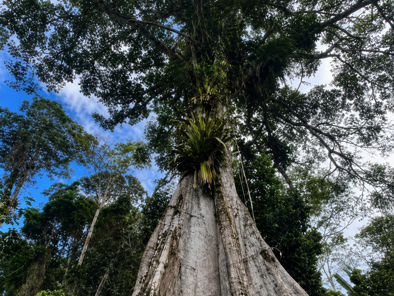 Sumaúma centenária na mata do sul da Bahia