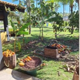 Frutos de cacau colhidos em fazenda perto de Una