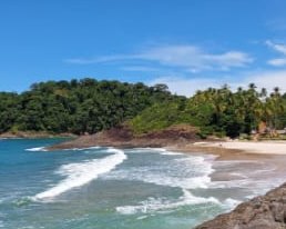 Praia de Itacaré com mata atlântica e coqueiros